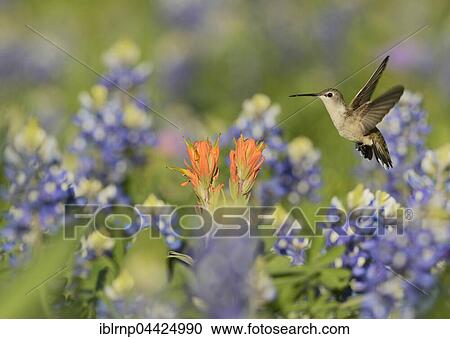 Black-chinned Hummingbird (Archilochus alexandri), adult female feeding on blooming Prairie Paintbrush (Castilleja purpurea var. lindheimeri) among Texas Bluebonnet (Lupinus texensis), Hill Country, Texas, USA, North America View Large Photo Image Stock Image - Black-chinned Hummingbird (Archilochus alexandri), adult female feeding on blooming Prairie Paintbrush (Castilleja purpurea var. lindheimeri) among Texas Bluebonnet (Lupinus texensis), Hill Country, Texas, USA, North America. Fotosearch