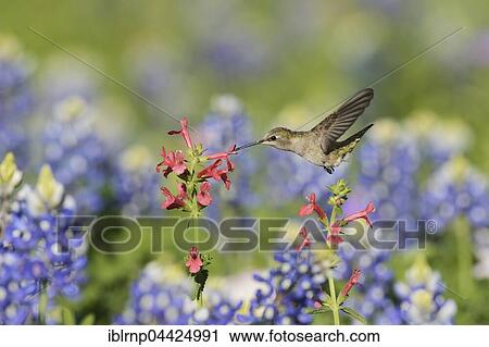 Black-chinned Hummingbird (Archilochus alexandri), adult female feeding on blooming Scarlet Hedgenettle or Texas Betony (Stachys coccinea) among Texas Bluebonnet (Lupinus texensis), Hill Country, Texas, USA, North America View Large Photo Image Stock Image - Black-chinned Hummingbird (Archilochus alexandri), adult female feeding on blooming Scarlet Hedgenettle or Texas Betony (Stachys coccinea) among Texas Bluebonnet (Lupinus texensis), Hill Country, Texas, USA, North America. Fotosearch