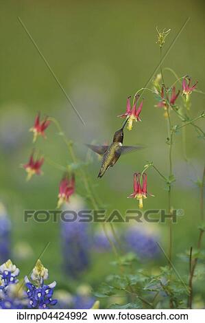Black-chinned Hummingbird (Archilochus alexandri), adult male feeding on blooming Red Columbine (Aquilegia canadensis) among Texas Bluebonnet (Lupinus texensis), Hill Country, Texas, USA, North America View Large Photo Image Stock Image - Black-chinned Hummingbird (Archilochus alexandri), adult male feeding on blooming Red Columbine (Aquilegia canadensis) among Texas Bluebonnet (Lupinus texensis), Hill Country, Texas, USA, North America. Fotosearch