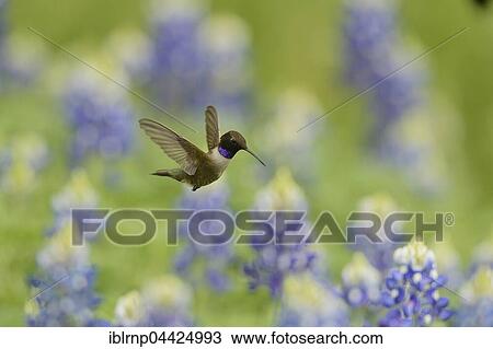 Black-chinned Hummingbird (Archilochus alexandri), adult male flying among blooming Texas Bluebonnet (Lupinus texensis), Hill Country, Texas, USA, North America View Large Photo Image Stock Image - Black-chinned Hummingbird (Archilochus alexandri), adult male flying among blooming Texas Bluebonnet (Lupinus texensis), Hill Country, Texas, USA, North America. Fotosearch