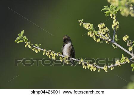 Black-chinned Hummingbird (Archilochus alexandri), adult male preening on blooming Texas Persimmon (Diospyros texana), Hill Country, Texas, USA, North America View Large Photo Image Stock Image - Black-chinned Hummingbird (Archilochus alexandri), adult male preening on blooming Texas Persimmon (Diospyros texana), Hill Country, Texas, USA, North America. Fotosearch