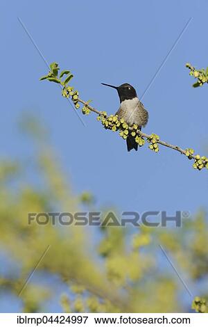 Black-chinned Hummingbird (Archilochus alexandri), adult male perched on blooming Texas persimmon (Diospyros texana), Hill Country, Texas, USA, North America View Large Photo Image Stock Photo - Black-chinned Hummingbird (Archilochus alexandri), adult male perched on blooming Texas persimmon (Diospyros texana), Hill Country, Texas, USA, North America. Fotosearch