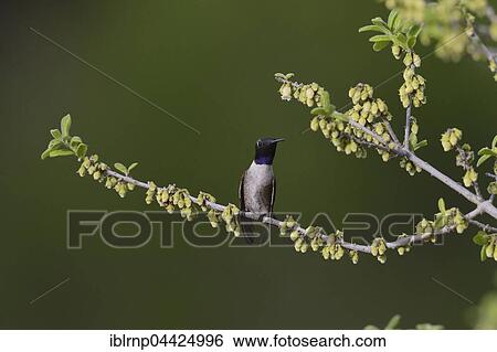 Black-chinned Hummingbird (Archilochus alexandri), adult male perched on blooming Texas persimmon (Diospyros texana), Hill Country, Texas, USA, North America View Large Photo Image Stock Photograph - Black-chinned Hummingbird (Archilochus alexandri), adult male perched on blooming Texas persimmon (Diospyros texana), Hill Country, Texas, USA, North America. Fotosearch