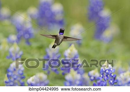 Black-chinned Hummingbird (Archilochus alexandri), adult male flying among blooming Texas Bluebonnet (Lupinus texensis), Hill Country, Texas, USA, North America View Large Photo Image Stock Photography - Black-chinned Hummingbird (Archilochus alexandri), adult male flying among blooming Texas Bluebonnet (Lupinus texensis), Hill Country, Texas, USA, North America. Fotosearch