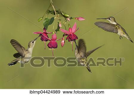 Black-chinned Hummingbirds (Archilochus alexandri), adult females feeding on blooming Fuchsia, Hill Country, Texas, USA, North America View Large Photo Image Stock Photo - Black-chinned Hummingbirds (Archilochus alexandri), adult females feeding on blooming Fuchsia, Hill Country, Texas, USA, North America. Fotosearch