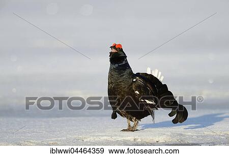 Black cock (Tetrao tetrix) on snow at a lek, calling, Finland, Europe View Large Photo Image Stock Photo - Black cock (Tetrao tetrix) on snow at a lek, calling, Finland, Europe. Fotosearch