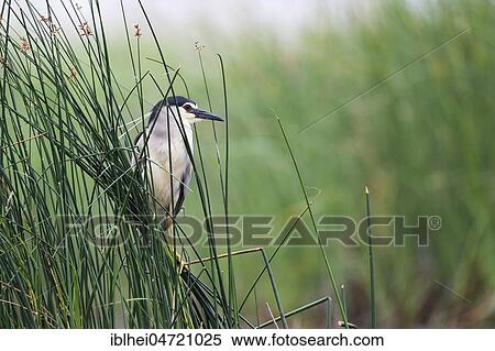 Black-crowned night heron (Nycticorax nycticorax) in reeds, Kiskunság, Hungary, Europe View Large Photo Image Stock Photography - Black-crowned night heron (Nycticorax nycticorax) in reeds, Kiskunság, Hungary, Europe. Fotosearch