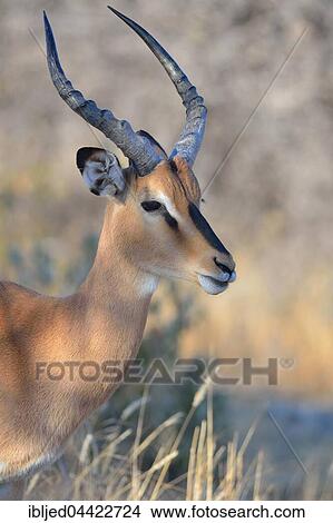 Black-faced Impala (Aepyceros melampus petersi), adult male, portrait, Etosha National Park, Namibia, Africa View Large Photo Image Picture - Black-faced Impala (Aepyceros melampus petersi), adult male, portrait, Etosha National Park, Namibia, Africa. Fotosearch