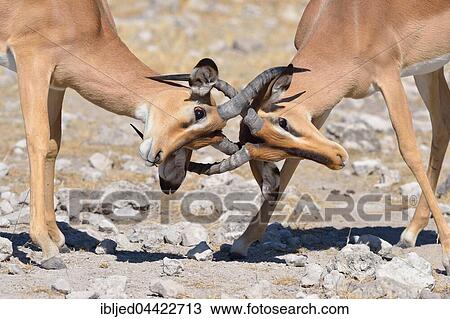 Stock Image - Black-faced Impalas (Aepyceros melampus petersi), two males fighting, Etosha National Park, Namibia, Africa. Fotosearch
