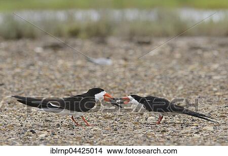 Black skimmer (Rynchops niger), adult male feeding female, Laguna Madre, South Padre Island, Texas, USA, North America View Large Photo Image Picture - Black skimmer (Rynchops niger), adult male feeding female, Laguna Madre, South Padre Island, Texas, USA, North America. Fotosearch