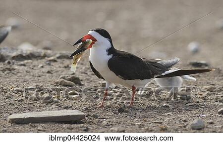 Black skimmer (Rynchops niger), adult with fish, Laguna Madre, South Padre Island, Texas, USA, North America View Large Photo Image Picture - Black skimmer (Rynchops niger), adult with fish, Laguna Madre, South Padre Island, Texas, USA, North America. Fotosearch