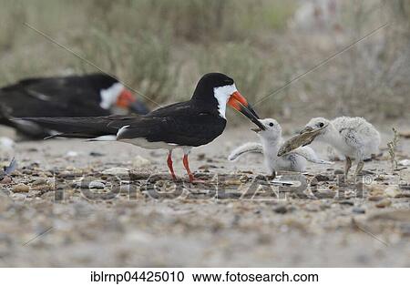 Black skimmer (Rynchops niger), adult feeding fish to chicks, Laguna Madre, South Padre Island, Texas, USA, North America View Large Photo Image Stock Image - Black skimmer (Rynchops niger), adult feeding fish to chicks, Laguna Madre, South Padre Island, Texas, USA, North America. Fotosearch