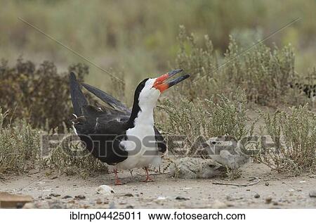 Black skimmer (Rynchops niger), adult with chicks, Laguna Madre, South Padre Island, Texas, USA, North America View Large Photo Image Stock Image - Black skimmer (Rynchops niger), adult with chicks, Laguna Madre, South Padre Island, Texas, USA, North America. Fotosearch