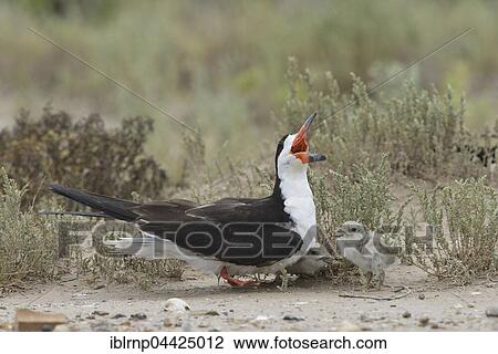 Black skimmer (Rynchops niger), adult with chicks, Laguna Madre, South Padre Island, Texas, USA, North America View Large Photo Image Stock Image - Black skimmer (Rynchops niger), adult with chicks, Laguna Madre, South Padre Island, Texas, USA, North America. Fotosearch