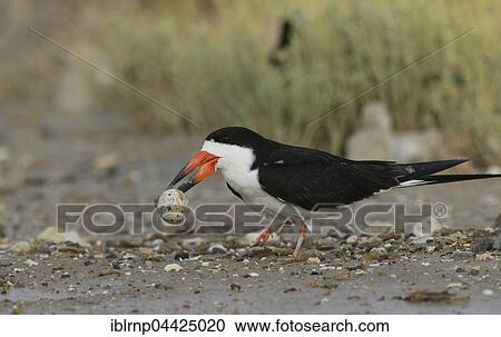 Black skimmer (Rynchops niger), adult removing broken egg from nest, Laguna Madre, South Padre Island, Texas, USA, North America View Large Photo Image Stock Image - Black skimmer (Rynchops niger), adult removing broken egg from nest, Laguna Madre, South Padre Island, Texas, USA, North America. Fotosearch