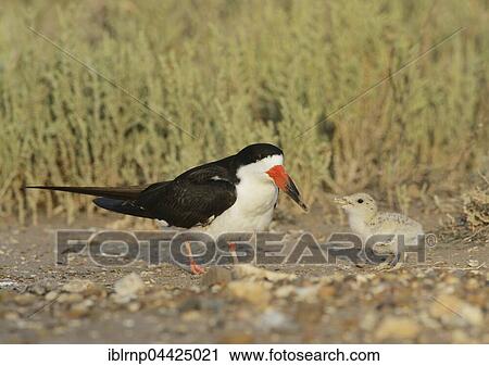 Black skimmer (Rynchops niger), adult with chick, Laguna Madre, South Padre Island, Texas, USA, North America View Large Photo Image Stock Image - Black skimmer (Rynchops niger), adult with chick, Laguna Madre, South Padre Island, Texas, USA, North America. Fotosearch