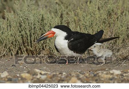 Black skimmer (Rynchops niger), adult with chick, Laguna Madre, South Padre Island, Texas, USA, North America View Large Photo Image Stock Image - Black skimmer (Rynchops niger), adult with chick, Laguna Madre, South Padre Island, Texas, USA, North America. Fotosearch