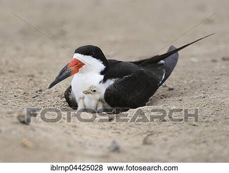 Black skimmer (Rynchops niger), adult with chick in nest, Laguna Madre, South Padre Island, Texas, USA, North America View Large Photo Image Stock Photo - Black skimmer (Rynchops niger), adult with chick in nest, Laguna Madre, South Padre Island, Texas, USA, North America. Fotosearch