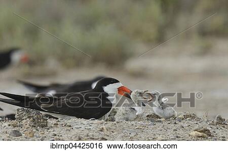 Black skimmer (Rynchops niger), adult at nest, chicks fighting, Laguna Madre, South Padre Island, Texas, USA, North America View Large Photo Image Stock Photograph - Black skimmer (Rynchops niger), adult at nest, chicks fighting, Laguna Madre, South Padre Island, Texas, USA, North America. Fotosearch