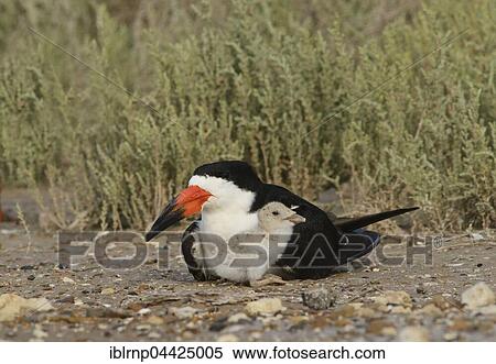 Black skimmer (Rynchops niger), adult sitting on ground with chick, Laguna Madre, South Padre Island, Texas, USA, North America View Large Photo Image Stock Photography - Black skimmer (Rynchops niger), adult sitting on ground with chick, Laguna Madre, South Padre Island, Texas, USA, North America. Fotosearch