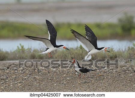 Black skimmer (Rynchops niger), adults in flight fighting, Laguna Madre, South Padre Island, Texas, USA, North America View Large Photo Image Stock Photo - Black skimmer (Rynchops niger), adults in flight fighting, Laguna Madre, South Padre Island, Texas, USA, North America. Fotosearch
