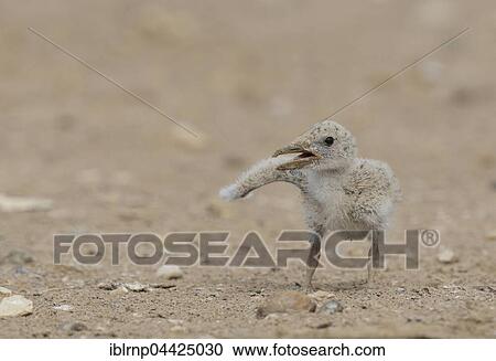Black skimmer (Rynchops niger) chick, Laguna Madre, South Padre Island, Texas, USA, North America View Large Photo Image Stock Image - Black skimmer (Rynchops niger) chick, Laguna Madre, South Padre Island, Texas, USA, North America. Fotosearch