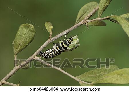 Picture - Black Swallowtail (Papilio polyxenes), caterpillar pupating into chrysalis, serie, Hill Country, Texas, USA, North America. Fotosearch