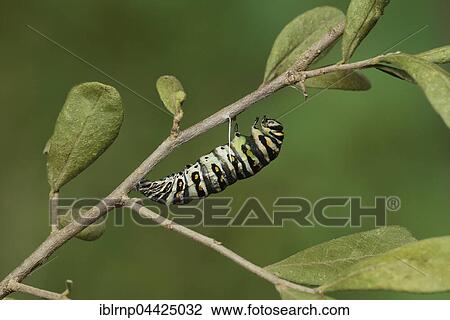 Black Swallowtail (Papilio polyxenes), caterpillar pupating into chrysalis, serie, Hill Country, Texas, USA, North America View Large Photo Image Stock Image - Black Swallowtail (Papilio polyxenes), caterpillar pupating into chrysalis, serie, Hill Country, Texas, USA, North America. Fotosearch