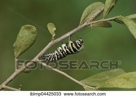 Black Swallowtail (Papilio polyxenes), caterpillar pupating into chrysalis, serie, Hill Country, Texas, USA, North America View Large Photo Image Stock Image - Black Swallowtail (Papilio polyxenes), caterpillar pupating into chrysalis, serie, Hill Country, Texas, USA, North America. Fotosearch