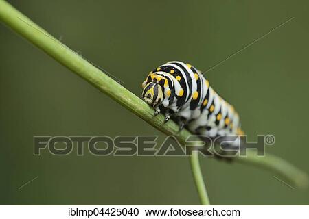 Black Swallowtail (Papilio polyxenes), caterpillar eating on fennel host plant (Foeniculum vulgare), Hill Country, Texas, USA, North America View Large Photo Image Stock Image - Black Swallowtail (Papilio polyxenes), caterpillar eating on fennel host plant (Foeniculum vulgare), Hill Country, Texas, USA, North America. Fotosearch