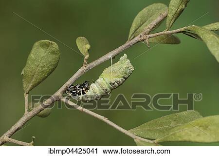 Black Swallowtail (Papilio polyxenes), caterpillar pupating into chrysalis, serie, Hill Country, Texas, USA, North America View Large Photo Image Stock Image - Black Swallowtail (Papilio polyxenes), caterpillar pupating into chrysalis, serie, Hill Country, Texas, USA, North America. Fotosearch