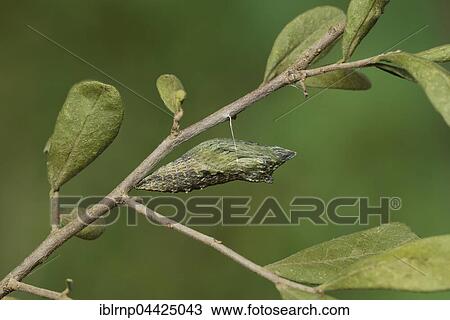 Black Swallowtail (Papilio polyxenes), caterpillar pupating into chrysalis, serie, Hill Country, Texas, USA, North America View Large Photo Image Stock Image - Black Swallowtail (Papilio polyxenes), caterpillar pupating into chrysalis, serie, Hill Country, Texas, USA, North America. Fotosearch