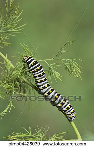 Black Swallowtail (Papilio polyxenes), caterpillar eating on fennel host plant (Foeniculum vulgare), Hill Country, Texas, USA, North America View Large Photo Image Stock Photo - Black Swallowtail (Papilio polyxenes), caterpillar eating on fennel host plant (Foeniculum vulgare), Hill Country, Texas, USA, North America. Fotosearch