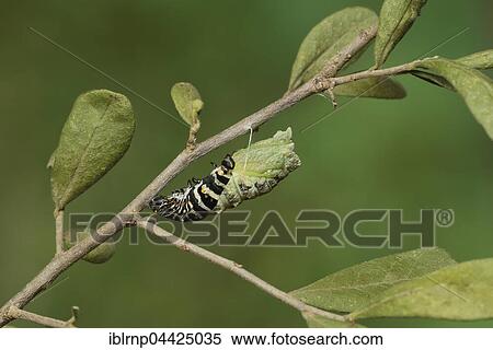 Black Swallowtail (Papilio polyxenes), caterpillar pupating into chrysalis, serie, Hill Country, Texas, USA, North America View Large Photo Image Stock Photography - Black Swallowtail (Papilio polyxenes), caterpillar pupating into chrysalis, serie, Hill Country, Texas, USA, North America. Fotosearch