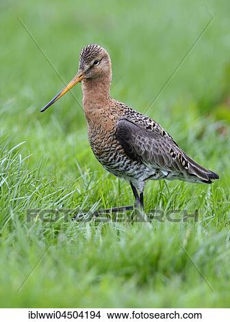 Picture - Black-tailed godwit (Limosa limosa) running in meadow, Texel, The Netherlands, Europe. Fotosearch