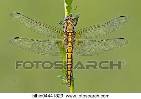 Stock Photo - Black-tailed skimmers (Orthetrum cancellatum), young males touching, Middle Elbe Biosphere Reserve, Saxony-Anhalt, Germany, Europe. Fotosearch