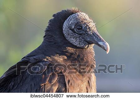 Stock Photo - Black vulture (Coragyps atratus), Everglades National Park, Florida, USA, North America. Fotosearch