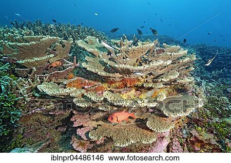 Stock Photograph - Blackbar soldierfish (Myripristis jacobus), various hard corals and sea fans, Indian Ocean, Maldives, Asia. Fotosearch