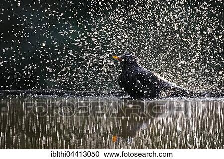 Stock Image - Blackbird (Turdus merula) bathing, water splashing, Kiskunság National Park, Hungary, Europe. Fotosearch