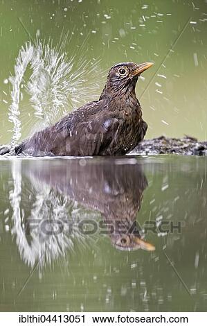 Stock Image - Blackbird (Turdus merula) bathing, water splashing, Kiskunság National Park, Hungary, Europe. Fotosearch