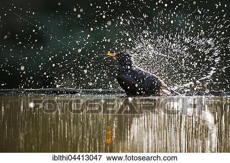 Blackbird (Turdus merula) bathing, water splashing, Kiskunság National Park, Hungary, Europe View Large Photo Image Stock Photo - Blackbird (Turdus merula) bathing, water splashing, Kiskunság National Park, Hungary, Europe. Fotosearch