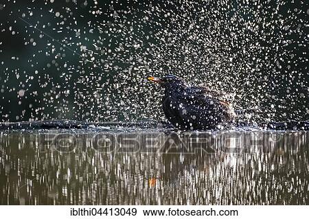 Stock Photo - Blackbird (Turdus merula) bathing, water splashing, Kiskunság National Park, Hungary, Europe. Fotosearch