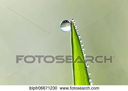 Blade of grass with dew drops, Switzerland, Europe View Large Photo Image Stock Image - Blade of grass with dew drops, Switzerland, Europe. Fotosearch