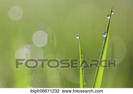 Blade of grass with dew drops, Switzerland, Europe View Large Photo Image Stock Image - Blade of grass with dew drops, Switzerland, Europe. Fotosearch