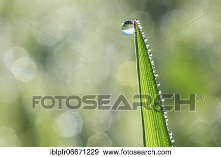 Blade of grass with dew drops, Switzerland, Europe View Large Photo Image Stock Photo - Blade of grass with dew drops, Switzerland, Europe. Fotosearch