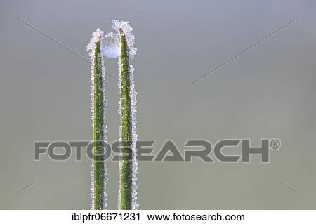 Blade of grass with frozen dewdrops, Switzerland, Europe View Large Photo Image Stock Image - Blade of grass with frozen dewdrops, Switzerland, Europe. Fotosearch