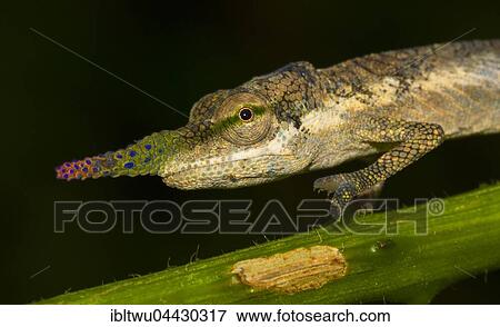 Stock Photo - Blade or lance-nosed chameleon (Calumma gallus), male on branch, portrait, Vohimana Reserve, eastern Madagascar, Madagascar, Africa. Fotosearch