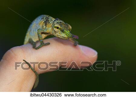 Blade or lance-nosed chameleon (Calumma gallus), male on finger, Vohimana Reserve, eastern Madagascar, Madagascar, Africa View Large Photo Image Stock Photograph - Blade or lance-nosed chameleon (Calumma gallus), male on finger, Vohimana Reserve, eastern Madagascar, Madagascar, Africa. Fotosearch