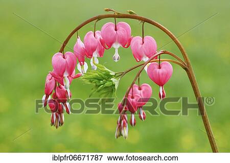 Bleeding Heart (Lamprocapnos spectabilis) View Large Photo Image Stock Photo - Bleeding Heart (Lamprocapnos spectabilis). Fotosearch