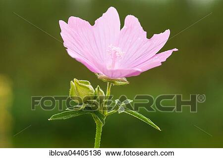 Blooing rose mallow (Malva alcea), Mecklenburg-Western Pomerania, Germany, Europe View Large Photo Image Stock Photograph - Blooing rose mallow (Malva alcea), Mecklenburg-Western Pomerania, Germany, Europe. Fotosearch